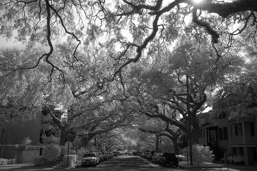 Backlit Infrared Photo of Street With Live Oaks and Spanish Moss.